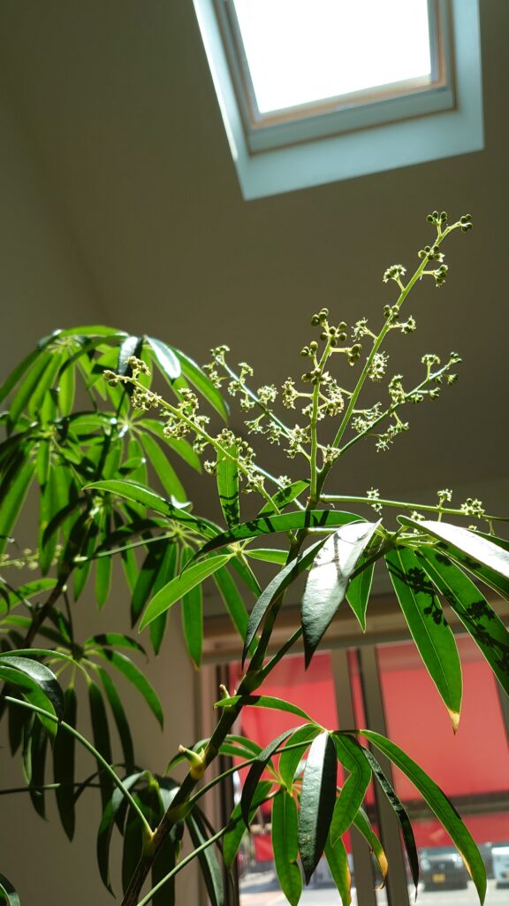 開花報告 カポック Sola内科 糖尿病クリニック